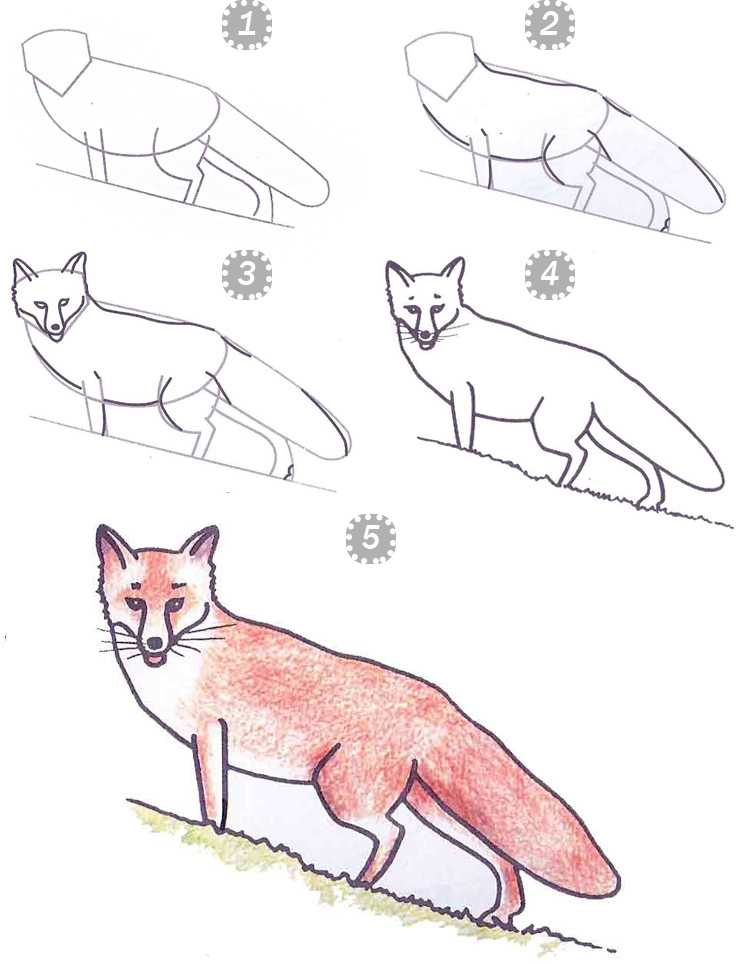 Нарисовать рисунок ворона и лисица – как нарисовать ворону и лисицу?