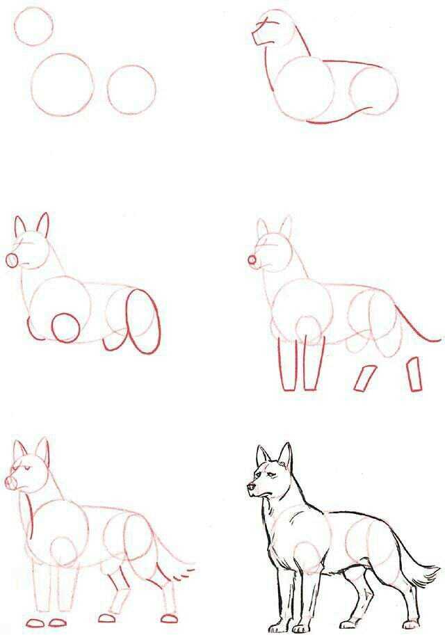 Как нарисовать волка: карандашом поэтапно