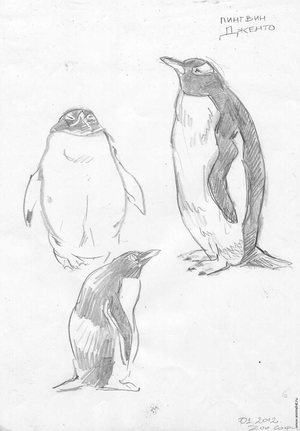 Пингвин рисунок – красивые картинки пингвинов (30 фото) • прикольные картинки и юмор - club-detstvo.ru - центр искусcтв и творчества марьина роща