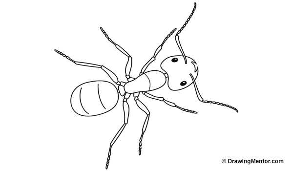 Муравей рисунок для детей карандашом – как нарисовать мультяшного муравья карандашом пошагово уроки рисования для начинающих, мультики, раскраски.