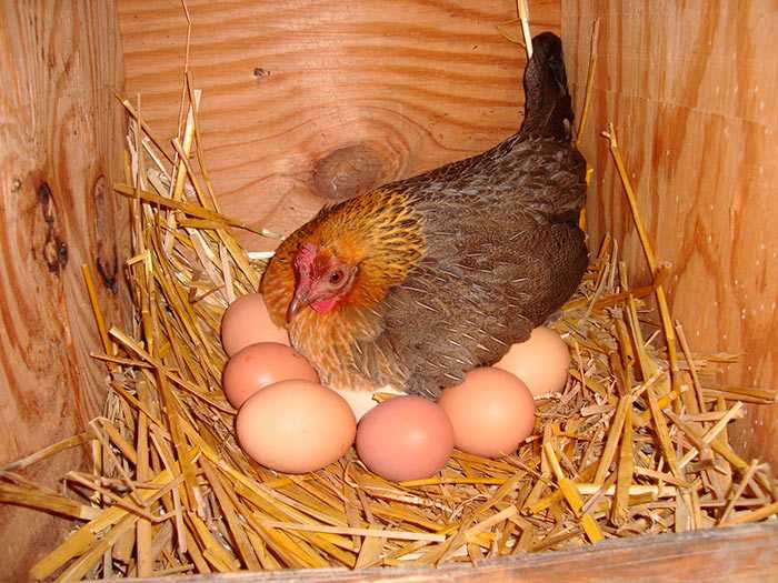 Во многих культурах курица с цыплятами является символом домашнего уюта и благополучия, когда семья в сборе и заботливая наседка с любовью ухаживает за своими цыплятами Свяжите такое гнезды