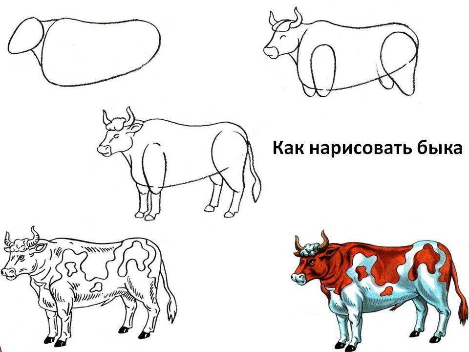 Корова схема цветная