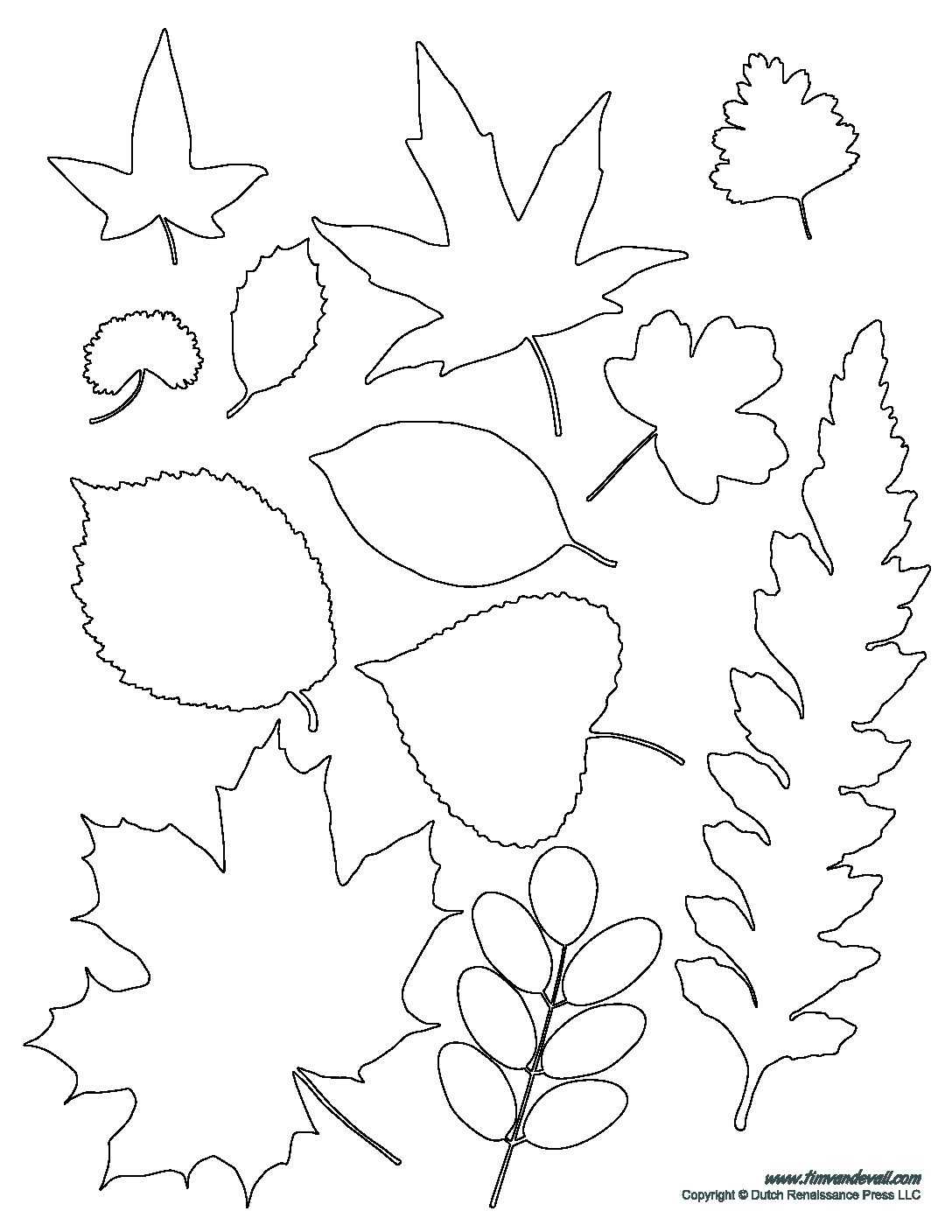 Шаблон листочка для вырезания из бумаги: дубовый, ромашка, кленовый. трафареты для аппликаций с детьми