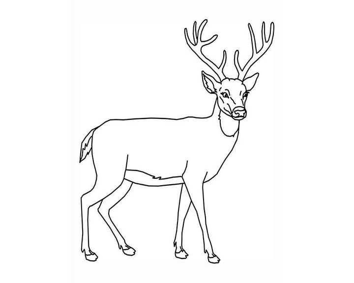 Как нарисовать оленя | рисунок оленя поэтапно каранадашом