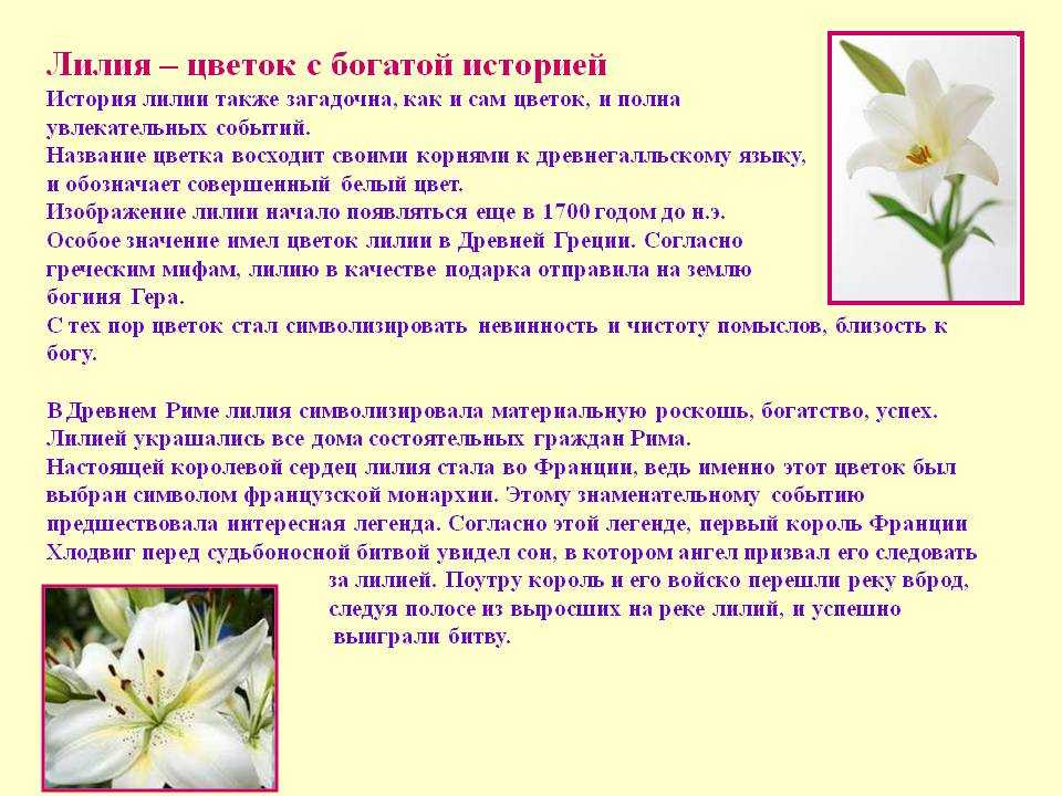 В цвету значение. Класс Лилейные Лилия. Описание лилии. Рассказ о цветке Лилия. Описание цветка лилии.