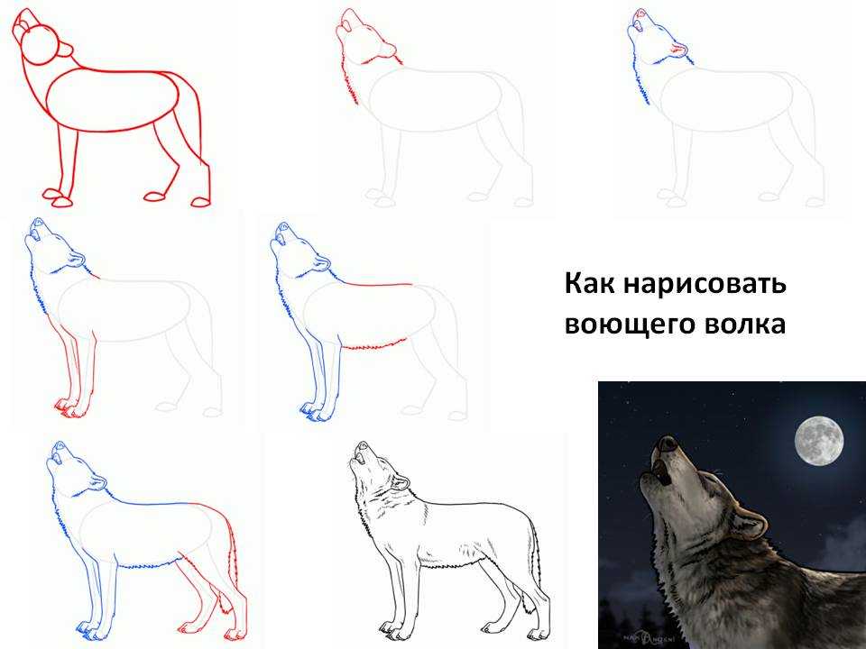 Как нарисовать волка: карандашом поэтапно