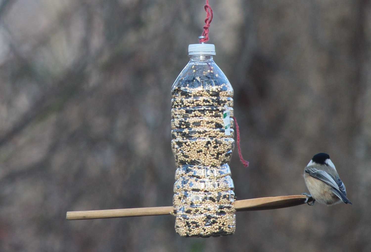 Кормушки для птиц — варианты как сделать своими руками из обычных материалов (55 фото)