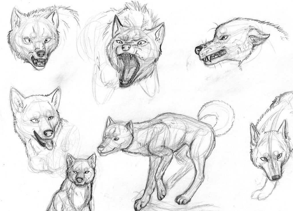 Как нарисовать волка карандашом поэтапно 18+ уроков