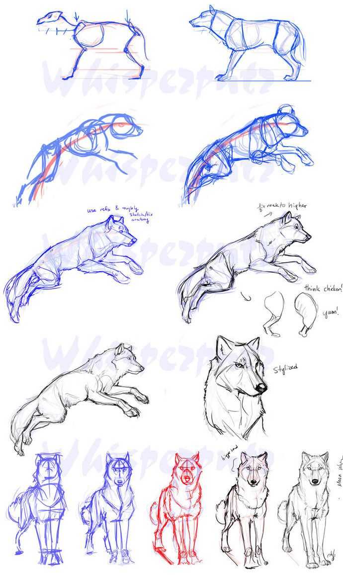 Рисованный волк цветной. как нарисовать волка поэтапно карандашом для начинающих из мультика «ну, погоди!» и воющего на луну?