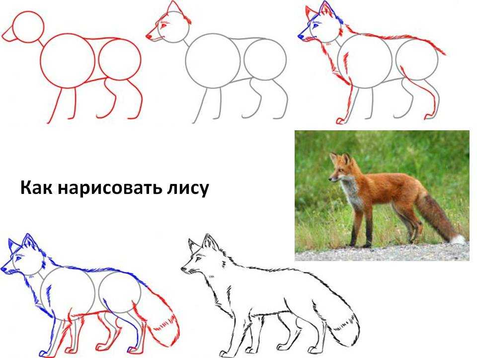 Как нарисовать лисичку ребенку 5 лет