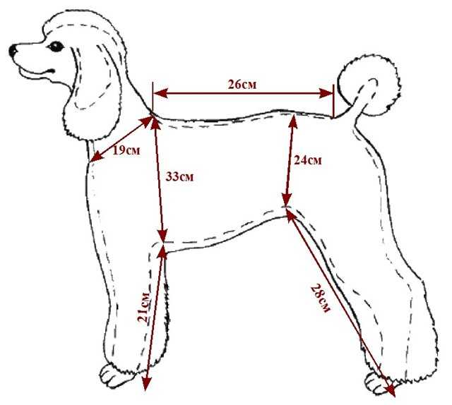 Как сшить одежду для собак своими руками: пошаговый мастер класс