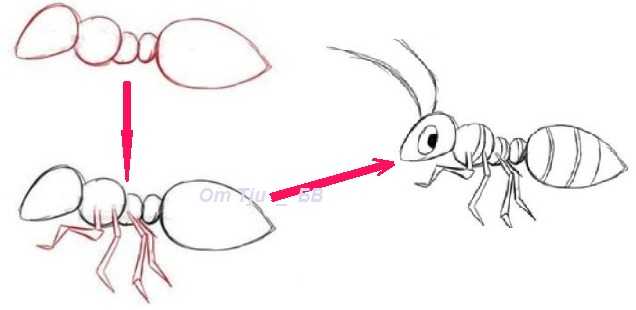 Как нарисовать муравья карандашом поэтапно для детей
