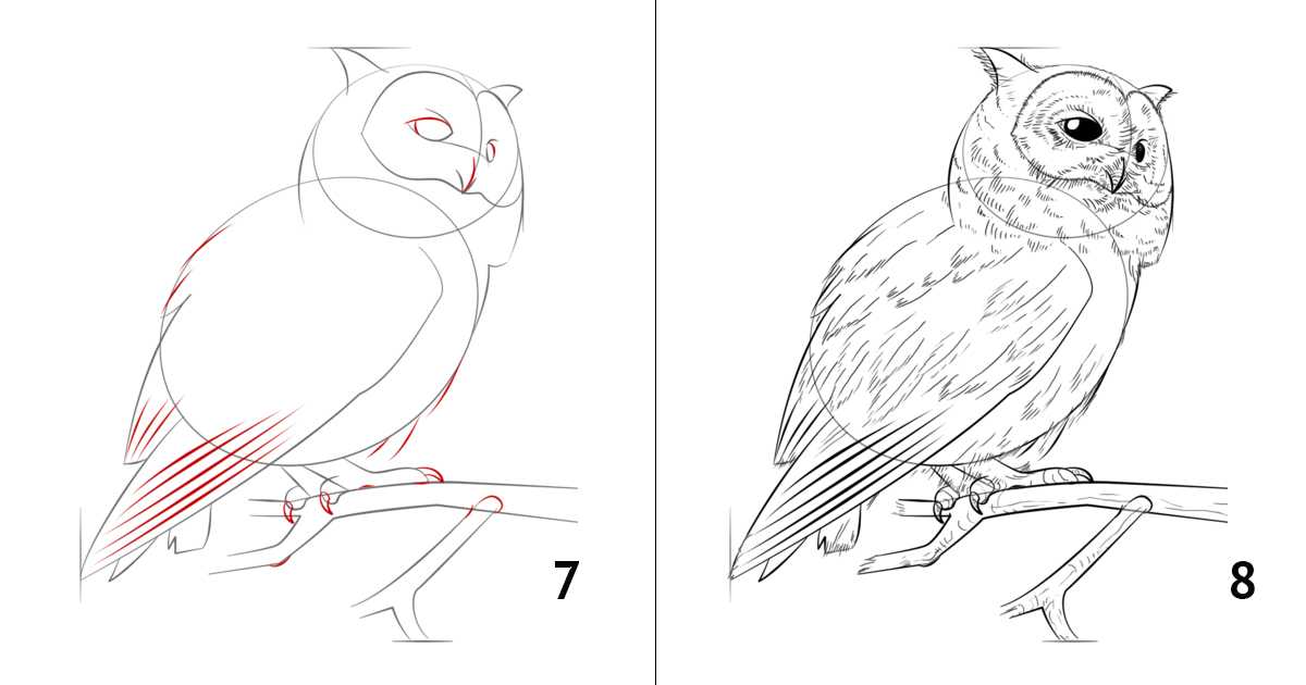 Как нарисовать сову карандашом (45 фото) - поэтапные мастер-классы