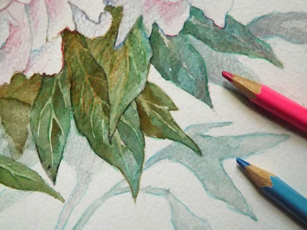 Как нарисовать розу поэтапно цветными карандашами