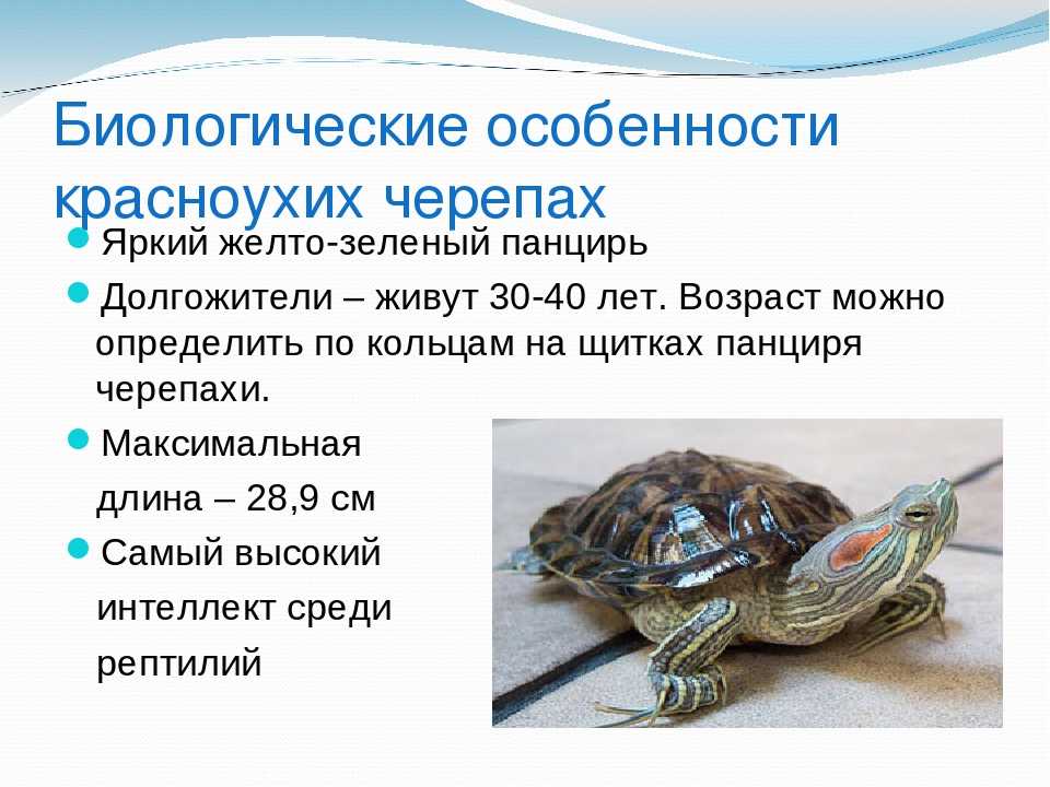 Черепаха: описание, виды, среда обитание, что едят, враги, образ жизни | планета животных