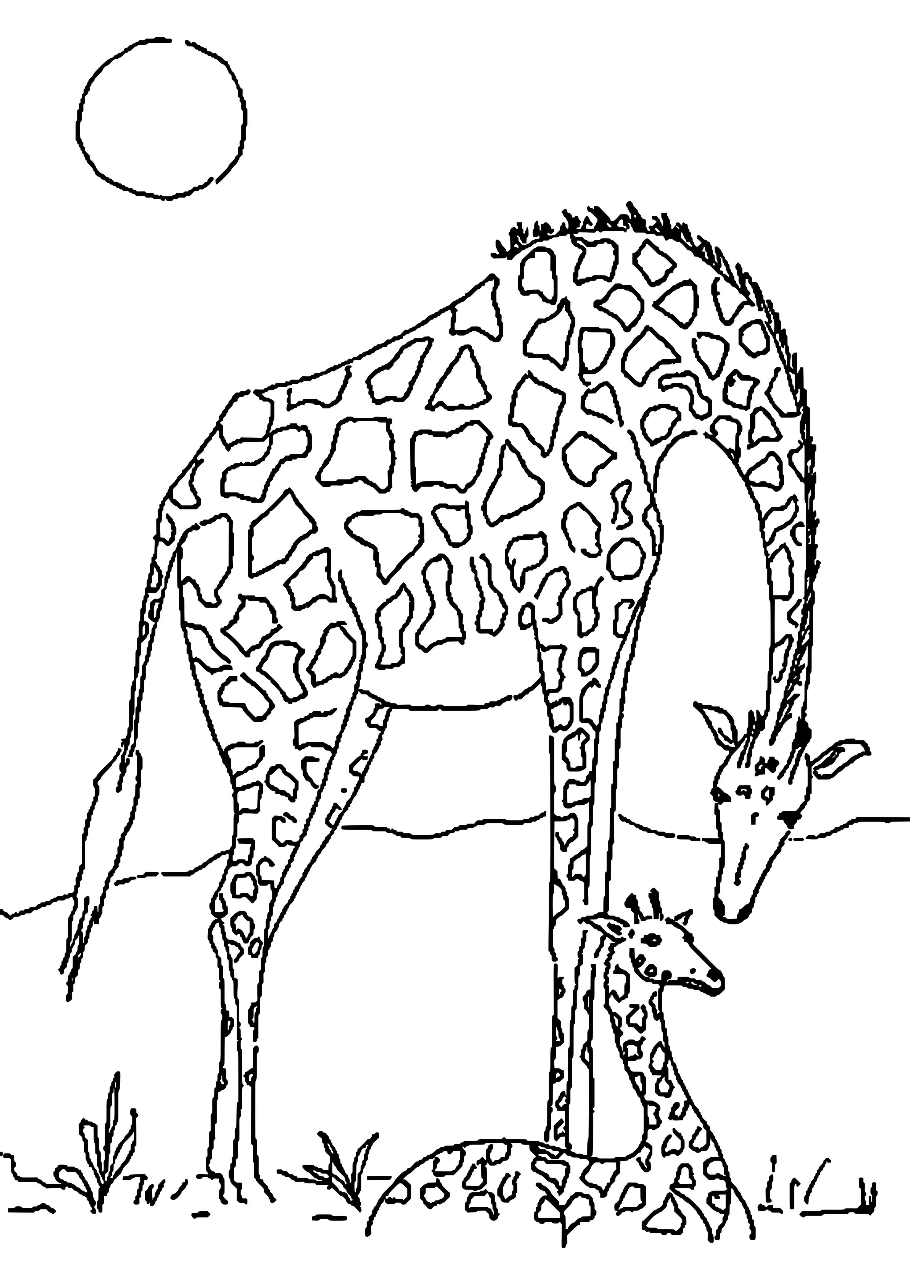 Раскраска Жираф для детей 10 лет
