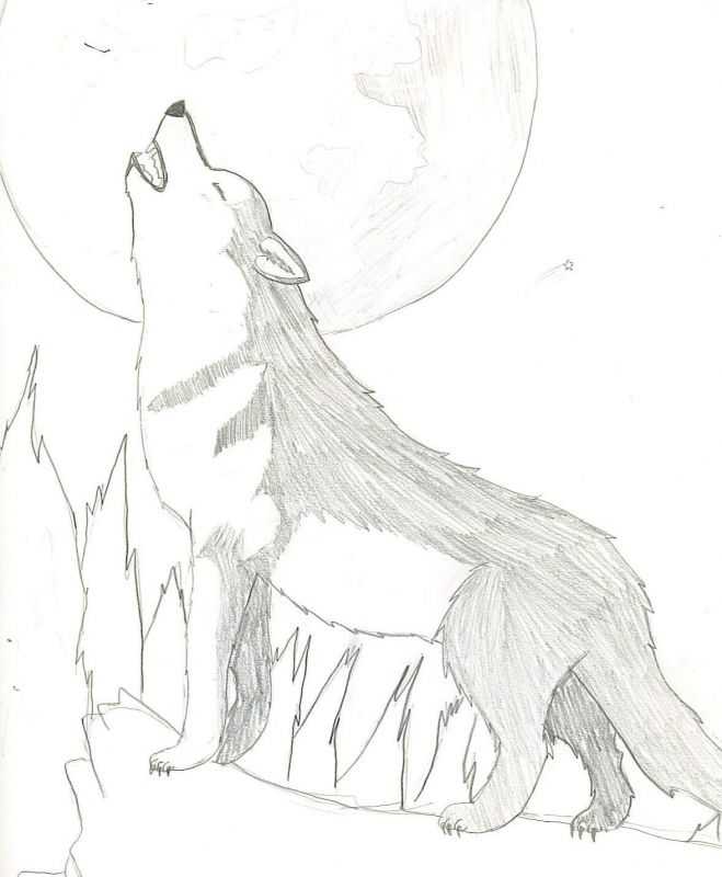 Как нарисовать вой волка карандашом поэтапно