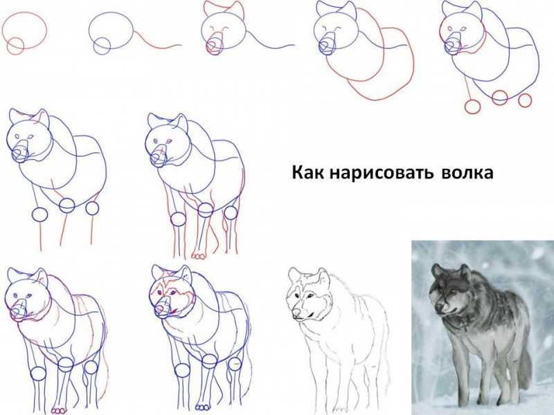 Как нарисовать волка: карандашом поэтапно - страница 1