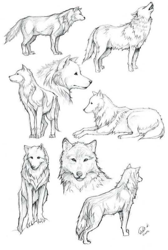 Пробуем нарисовать волка карандашом так, чтобы увидеть его характер