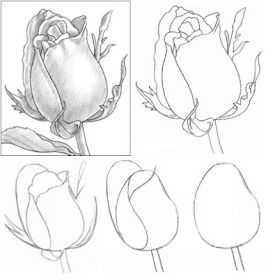 Как нарисовать розу карандашом, поэтапно для начинающих