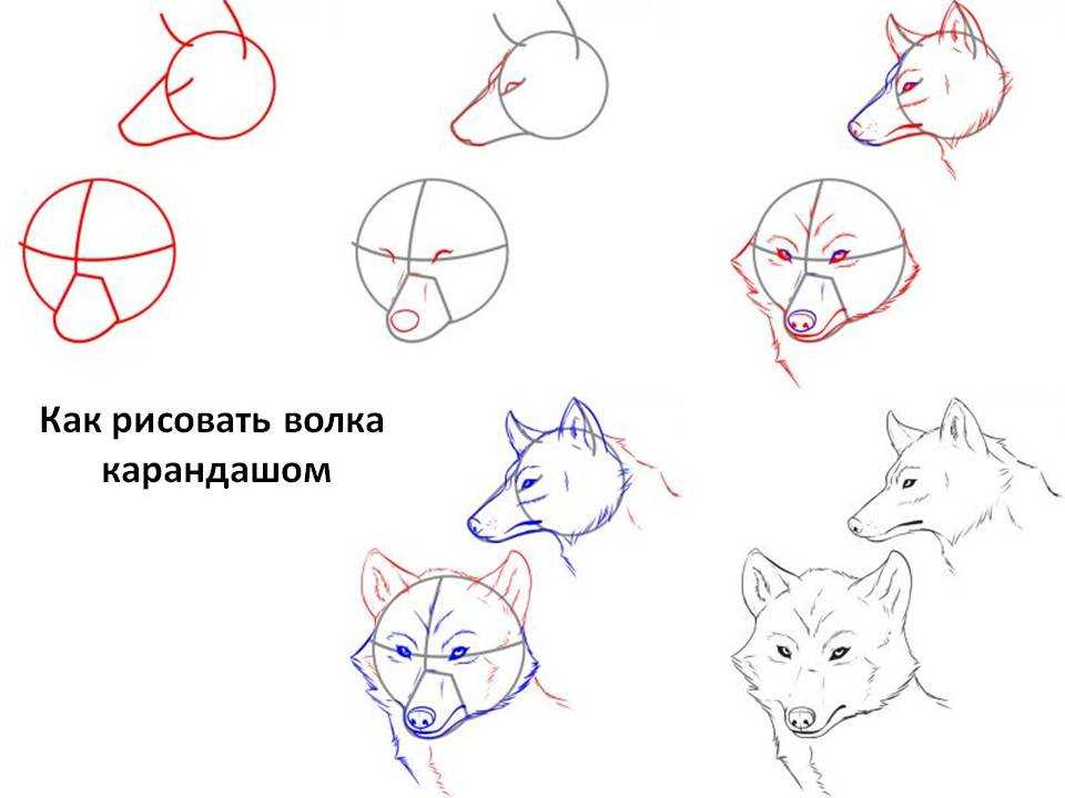 Как нарисовать вой волка карандашом поэтапно