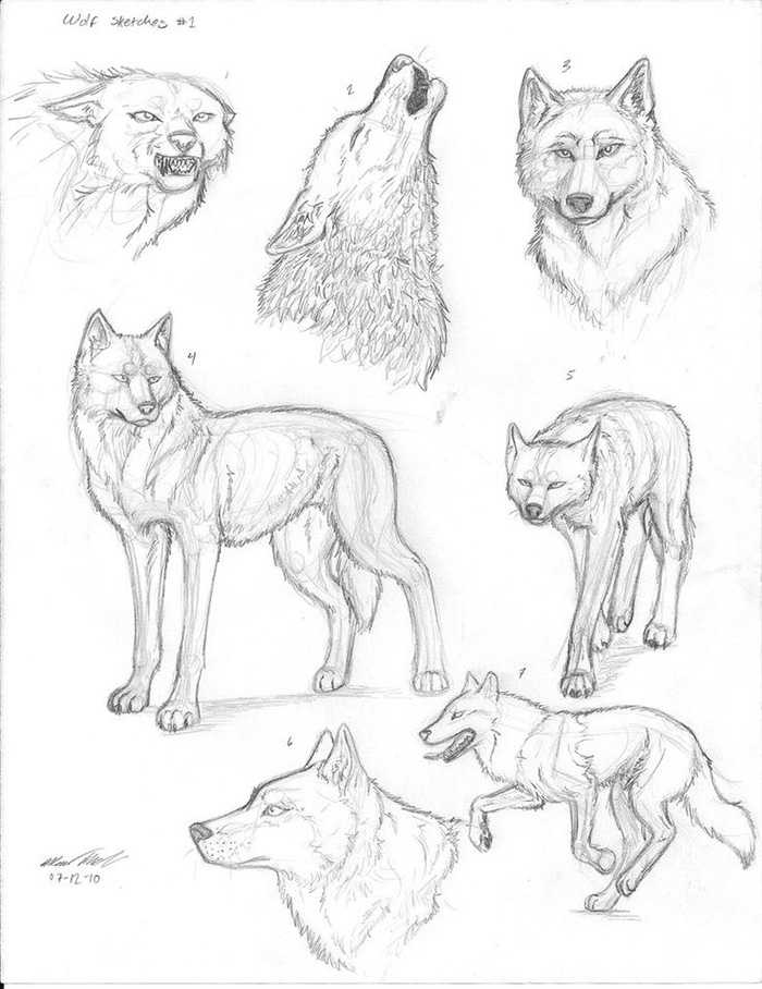 Пробуем нарисовать волка карандашом так, чтобы увидеть его характер