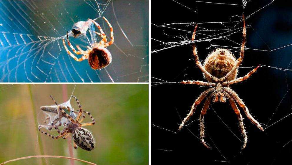 Модель данной салфетки напоминает невесомую паутину, сплетённую руками человека Оказывается, не только пауки способны создавать подобные шедевры, но и люди собственноручно могут связать неч