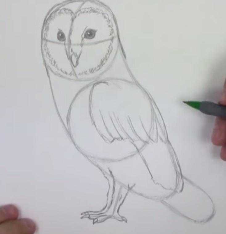 Как рисовать животных карандашом. поэтапное руководство для начинающих