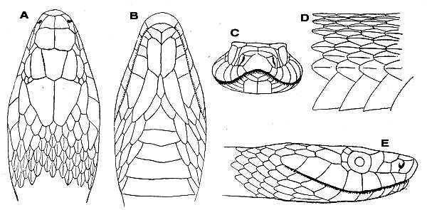 Поделки змей из бумаги: трафареты и схемы