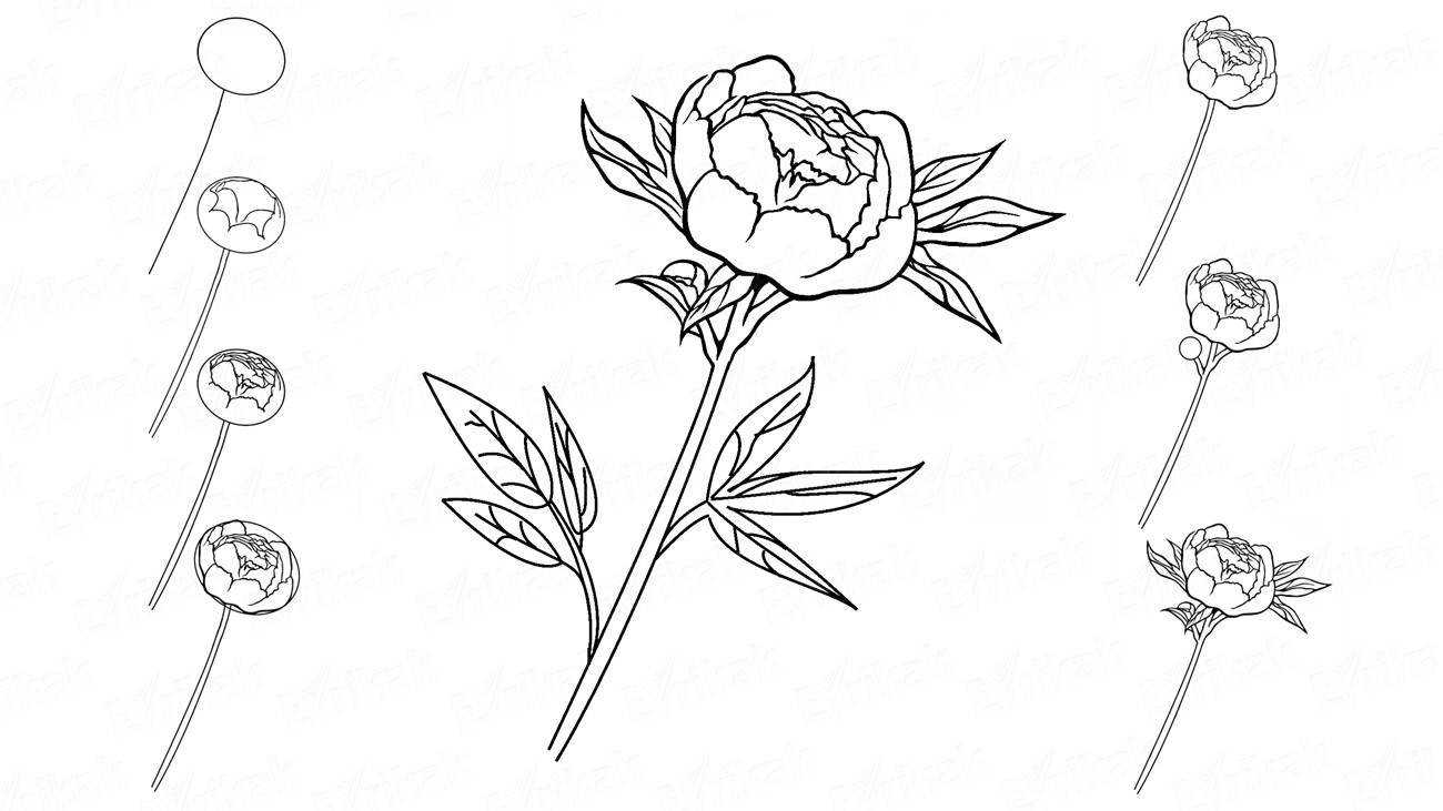 Как нарисовать розу карандашом (поэтапный урок для детей)