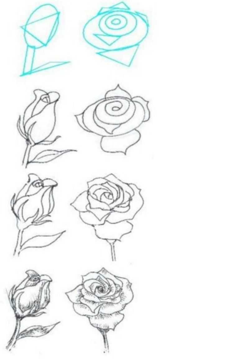 Как нарисовать цветок? 7 способов для новичка. рисунки карандашом для начинающих: цветы поэтапно