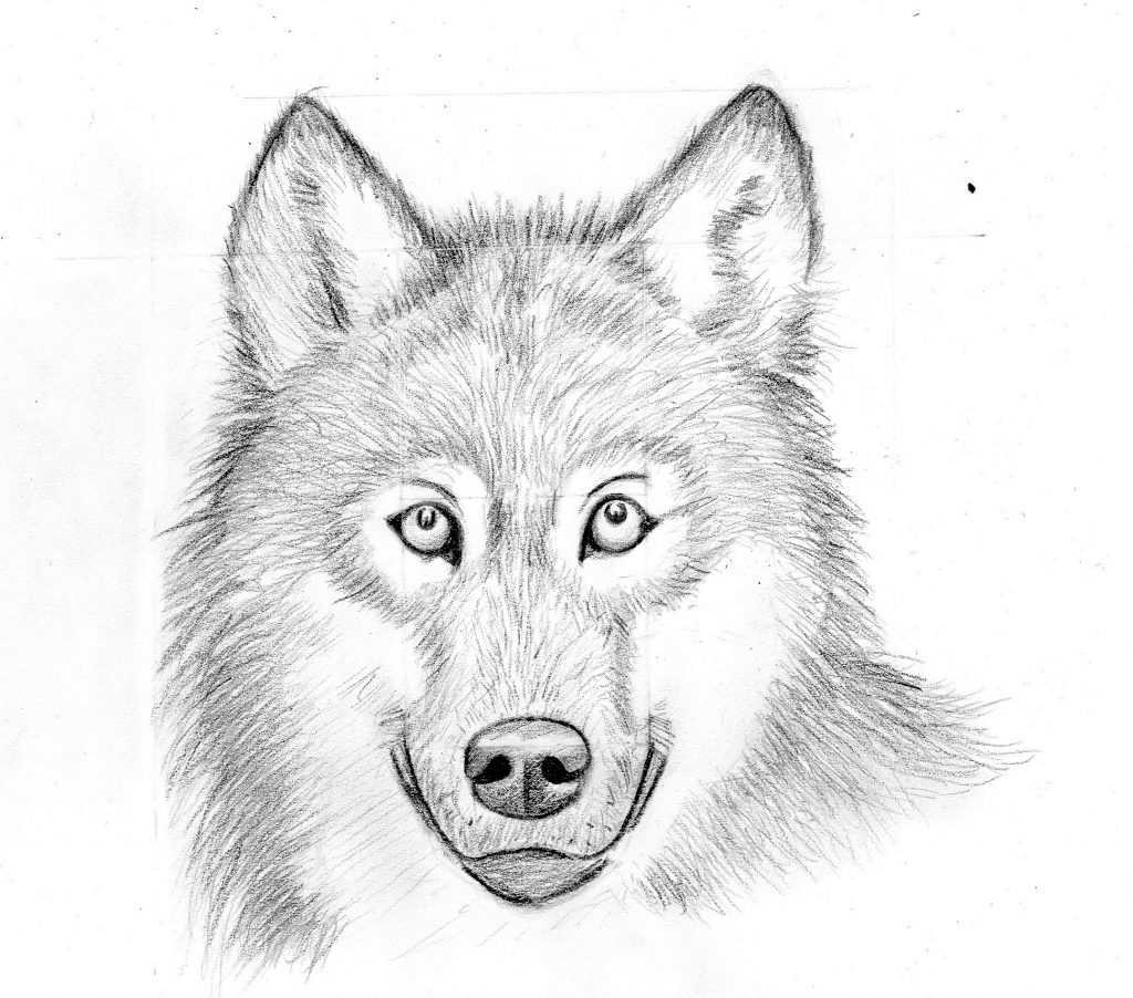 Учимся рисовать волков карандашом поэтапно