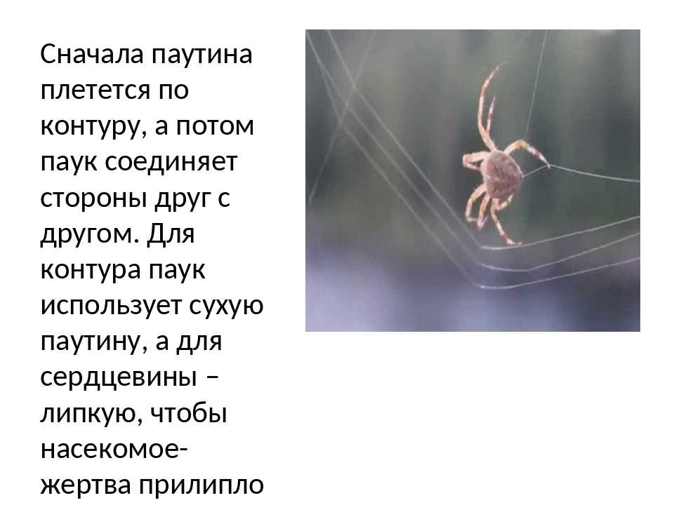 Паутина паука: как плетёт, где она образуется, откуда выходит, роль паутины в жизни паука?