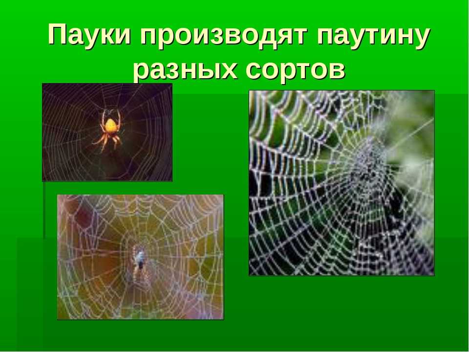 Как и зачем паук плетет свою паутину?