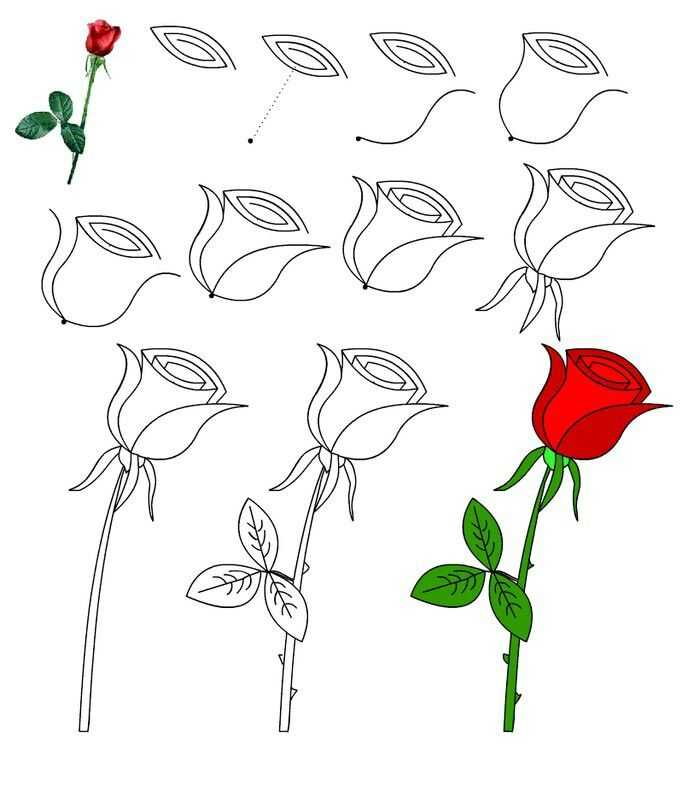 Как нарисовать розу. простые способы, которые откроют секрет, как рисовать цветок розы