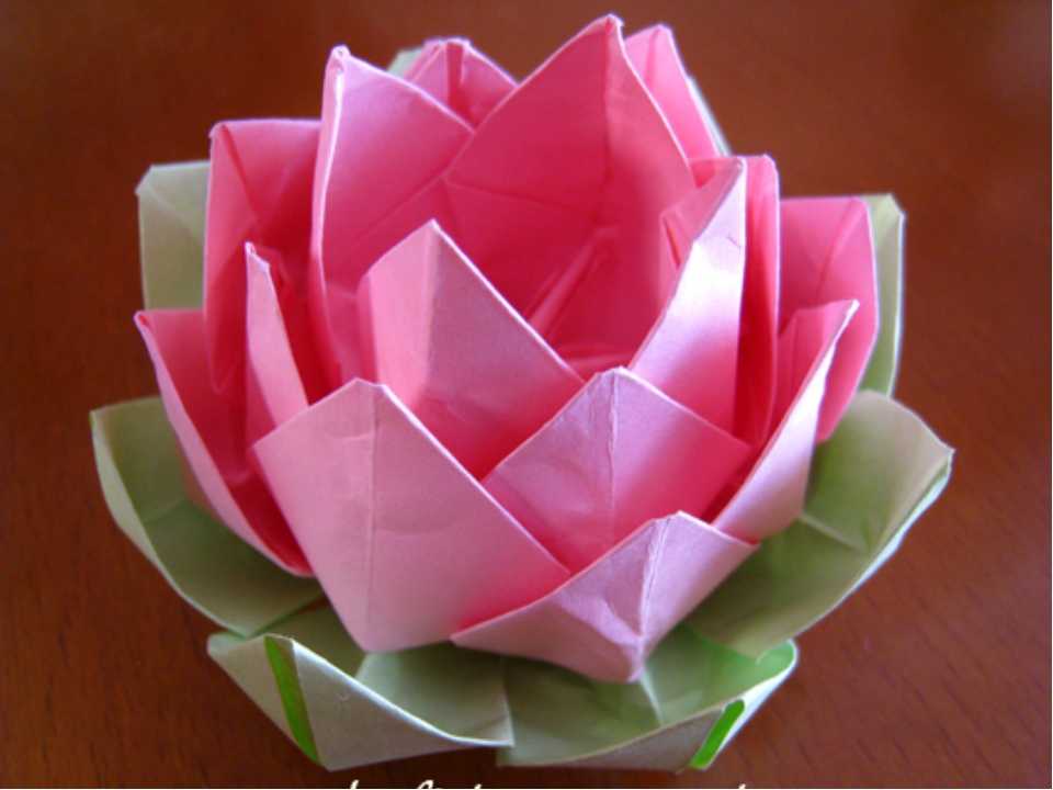 Оригами лотос: чудо-цветок своими руками в популярной технике