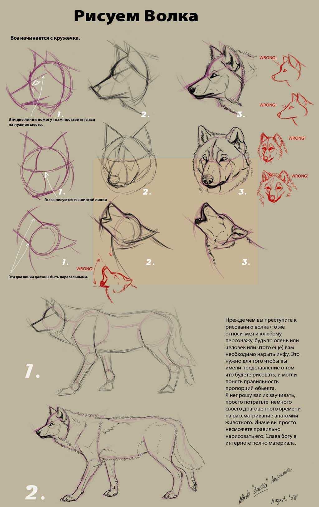 Как нарисовать волка поэтапно карандашом (52 фото) - легкие мастер-классы по рисованию волка
