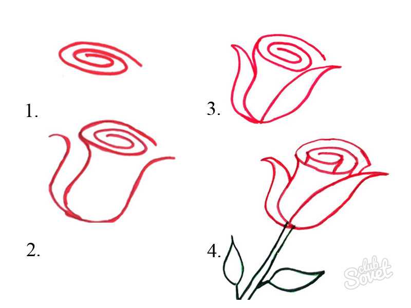 Как нарисовать розу карандашом поэтапно для начинающих
