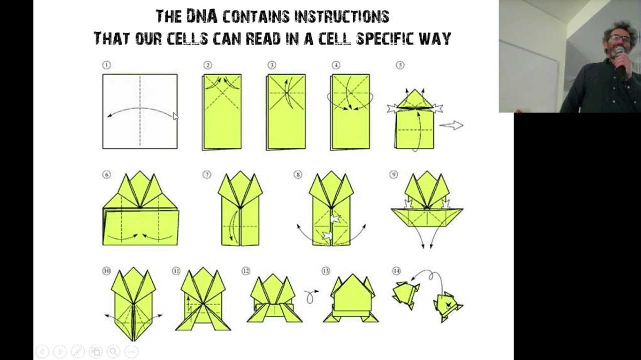 Схема простого урока лягушки своими руками по технике "оригами" - уроки создания лягушки на примере удобного мастер-класса