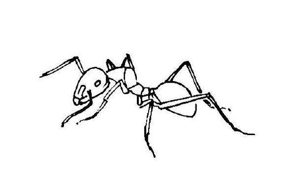 Как нарисовать муравья поэтапно: инструкция для деток, с фото и описанием, как делать красивые рисунки карандашами