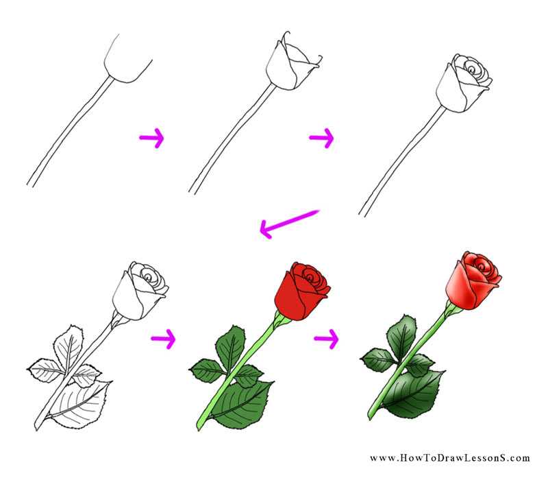 Легко и просто рисуем карандашами розу: пошаговая инструкция