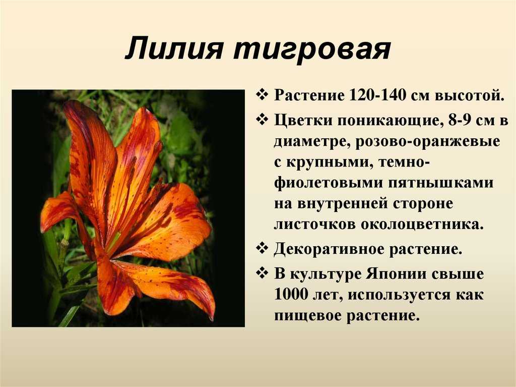 Многолетние растения биология 6 класс