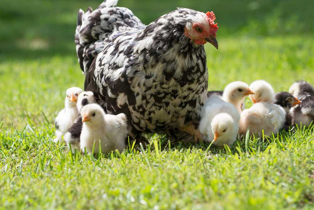 Разведение цыплят с инкубатором или наседкой плюсы и минусы