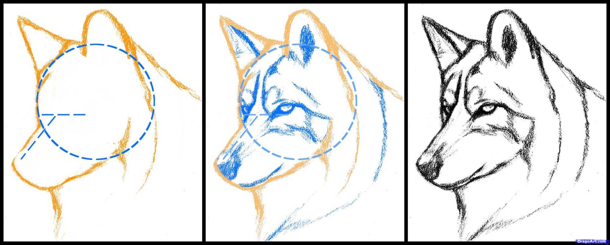 Учимся рисовать волков карандашом поэтапно