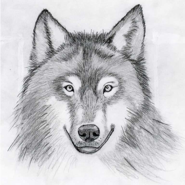 Как нарисовать волка поэтапно карандашом - легкие мастер-классы, фото идеи и примеры