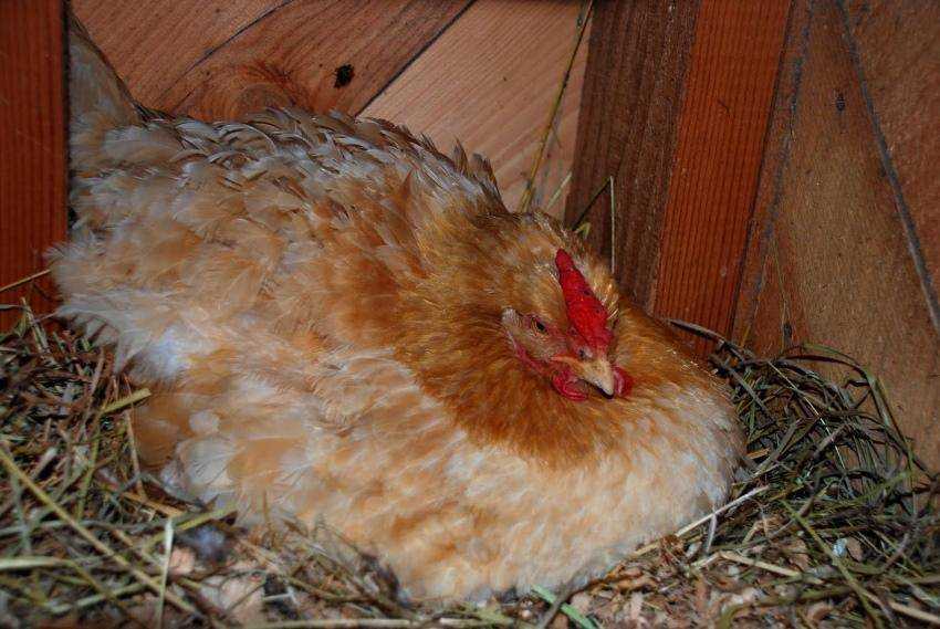 Как правильно перевести цыплят в общий курятник? возраст переселения и способы устранить возможные конфликты между птенцами и взрослыми птицами