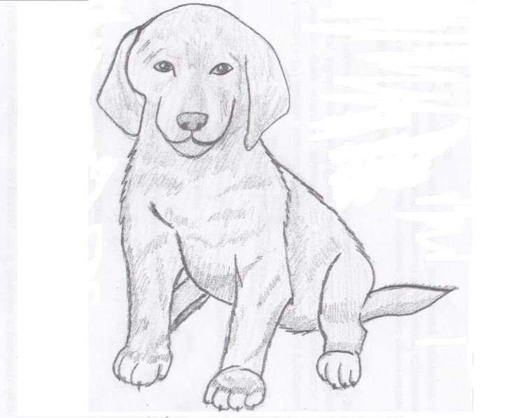 Свободная тема изо 7 класс легкие. Рисунок собаки карандашом для срисовки. Рисунок на свободную тему легкий. Собака рисунок карандашом. Рисунок собаки для срисовки.